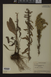 Solidago nemoralis image