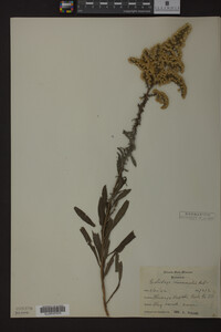 Solidago nemoralis image