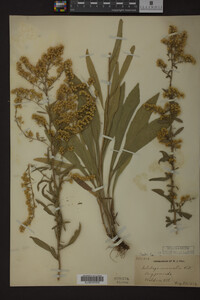 Solidago nemoralis image