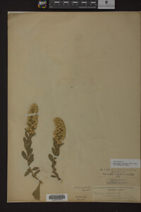 Solidago mollis image