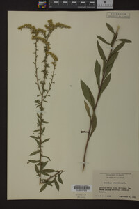 Solidago nemoralis image