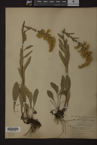 Solidago nemoralis image