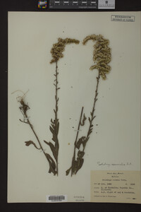 Solidago nemoralis image
