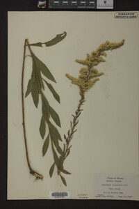 Solidago nemoralis image