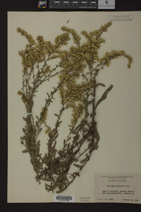 Solidago nemoralis image