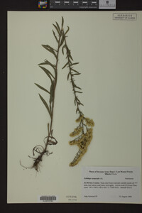 Solidago nemoralis image