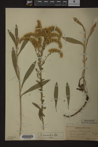 Solidago nemoralis image