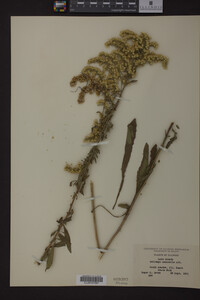 Solidago nemoralis image