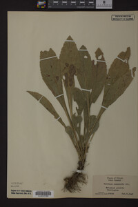 Solidago nemoralis image