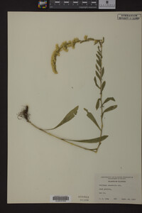 Solidago nemoralis image