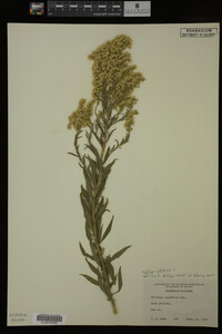 Solidago altissima image