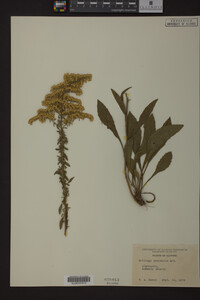 Solidago nemoralis image