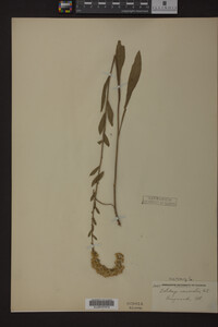 Solidago nemoralis image