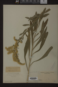 Solidago nemoralis image
