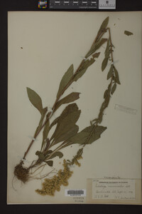 Solidago nemoralis image
