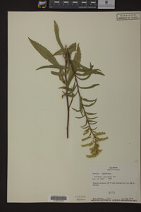Solidago nemoralis image