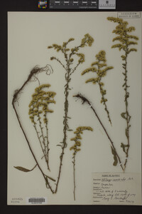 Solidago nemoralis image