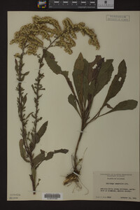 Solidago nemoralis image