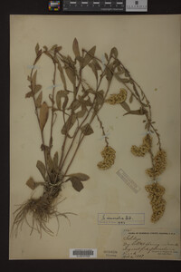 Solidago nemoralis image