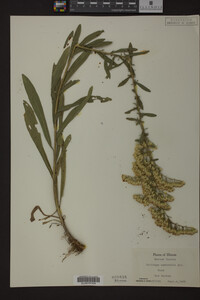 Solidago nemoralis image