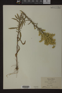Solidago nemoralis image