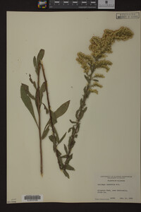 Solidago nemoralis image