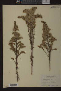 Solidago nemoralis image