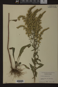 Solidago nemoralis image