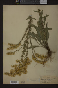 Solidago nemoralis image