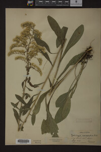 Solidago nemoralis image