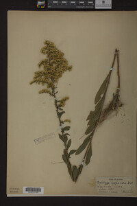 Solidago nemoralis image