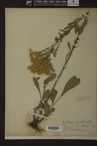Solidago nemoralis image