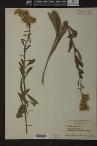 Solidago nemoralis image