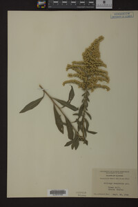 Solidago nemoralis image