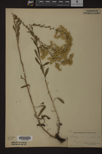 Solidago nemoralis image