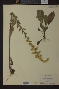 Solidago nemoralis image