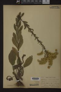 Solidago nemoralis image