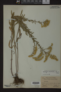 Solidago nemoralis image
