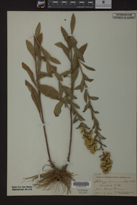 Solidago nemoralis image