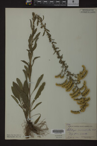 Solidago nemoralis image