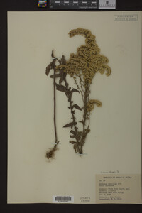 Solidago nemoralis image