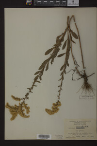 Solidago nemoralis image