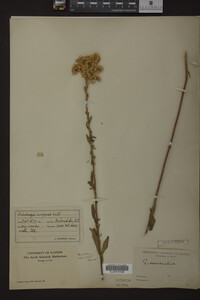 Solidago nemoralis image