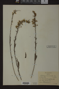 Solidago nemoralis image