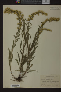 Solidago nemoralis image