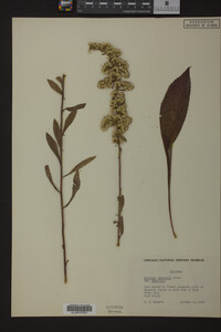 Solidago nemoralis var. nemoralis image