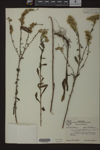 Solidago nemoralis image