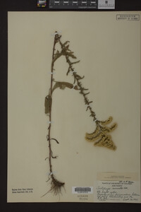 Solidago nemoralis image