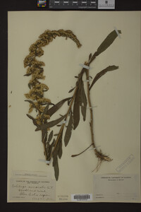 Solidago nemoralis image