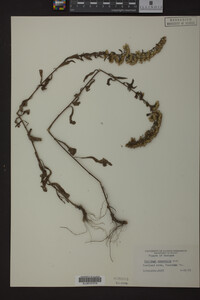 Solidago nemoralis image
